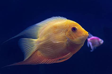 20,000+ Free Aquarium Fish & Fish Images .